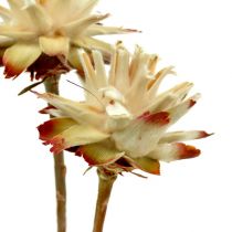 Product Leucospermum 1-3 Mix cream 100 heads