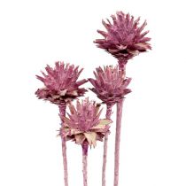 Product Leucospermum 1 blackberry frosted 25 pcs