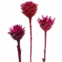 Product Plumosum 1 Erica 25 pcs