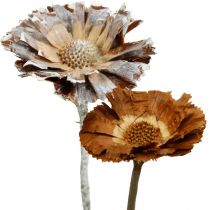 Product Exotics Mix Protea Rosette Natural, White Washed Dried Flower 9 pcs