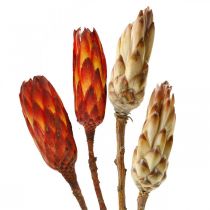 Product Protea Mix, Dried Flowers Respens Natural/Red 13 pcs