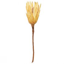 Product Proteen dried Repens cream 1st choice 10-12cm 25 pcs
