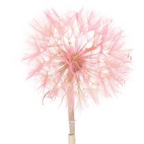 Product Dried flower decorative branch dandelion for elegant home decoration 50cm 4pcs