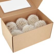 Product Decorative dandelion in white – delicate dried flowers for stylish arrangements Ø11cm 6 pcs