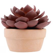 Product Succulent in pot Echeveria artificial red Ø15cm