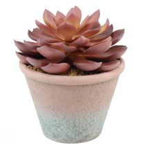 Product Succulent in pot Echeveria artificial red vintage Ø15cm H16cm