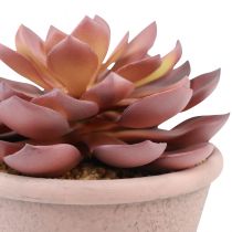 Product Succulent in pot Echeveria artificial red vintage Ø15cm H16cm