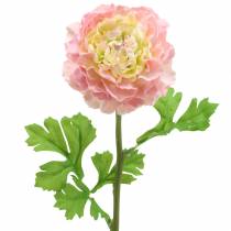 Product Ranunculus pink H45cm