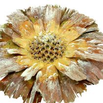 Product Repens Rosette Green frosted 8cm - 9cm 25 pcs