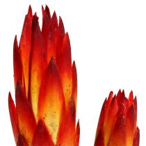 Product Repens Red small 50 pcs