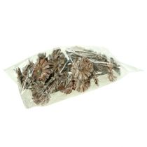 Product Protea Rosette 8-9cm white washed 25 pcs