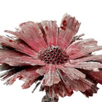 Protea rosette heather frosted Ø8-9cm 25p