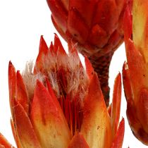 Product Repens Red 25 pcs