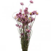 Product Straw flowers dried flowers pink acroclinium bunch 20g