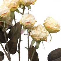 Artificial roses wilted Drylook 9 petals cream 69cm