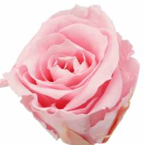 Eternal roses medium Ø4-4.5cm pink 8pcs
