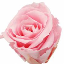 Product Eternal Roses Medium Ø4-4.5cm Pink 8 pcs