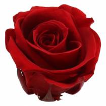 Product Preserved Roses Medium Ø4-4.5cm Red 8 pcs