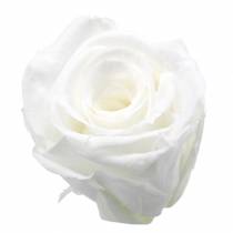 Preserved roses medium Ø4-4.5cm white 8pcs