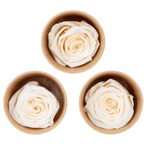 Product Rose heads, preserved flowers for elegant floral arrangements, 5cm, 6 pieces