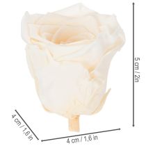 Product Rose heads, preserved flowers for elegant floral arrangements, 5cm, 6 pieces