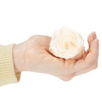 Product Rose heads, preserved flowers for elegant floral arrangements, 5cm, 6 pieces