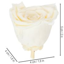 Product Preserved Rose Heads, Durable Table Decoration for a Romantic Atmosphere, Wedding Decoration, 5cm, 6 Pieces