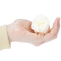 Product Preserved Rose Heads, Durable Table Decoration for a Romantic Atmosphere, Wedding Decoration, 5cm, 6 Pieces