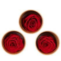 Product Preserved Roses Decorative Romantic Accentuate for Living Spaces or Weddings 5cm 6pcs