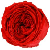 Product Red Roses Infinity Roses Real Rose Heads Red Ø6cm 6 pcs