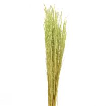 Bent Grass Agrostis Capillaris Dry Grasses Green 65cm 80g