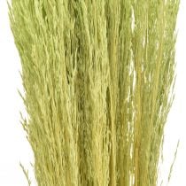 Bent Grass Agrostis Capillaris Dry Grasses Green 65cm 80g