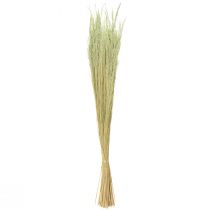 Product Bent Grass Agrostis Capillaris Dry Grasses Green 65cm 80g
