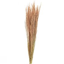 Red Bent Grass Agrostis Dry Grass Red Brown 65cm 80g