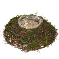Product Round planter moss vines with foil Ø20cm H7cm