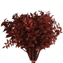 Product Ruscus Red on wire decorative branches dried 20cm 1 bunch