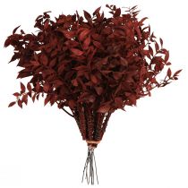 Product Ruscus Red on wire decorative branches dried 20cm 1 bunch