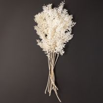 Product Ruscus branches decorative branches dried flowers bleached 10 pcs