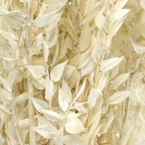 Ruscus twigs deco twigs dried flowers cream 200g