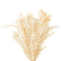 Product Dried ruscus decorative branch, bleached ruscus, 200g