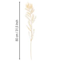 Product Dried ruscus decorative branch, bleached ruscus, 200g