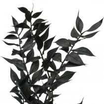 Ruscus branches decorative branches dried flowers black 200g