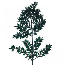 Ruscus Green Decorative Branches Dark Green 75-95cm 1kg