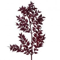 Ruscus Red Decorative Branches Dried Dark Red 75-95cm 1kg