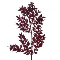 Product Ruscus Red Decorative Branches Dried Dark Red 75-95cm 1kg