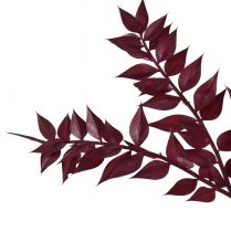 Product Ruscus Red Decorative Branches Dried Dark Red 75-95cm 1kg