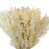 Ruscus dried decorative branches Ruscus bleached 1kg