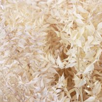 Product Ruscus dried decorative branches Ruscus bleached 1kg