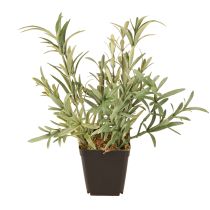 Product Sage in Pot Salvia Lavandulifolia Artificial H25cm
