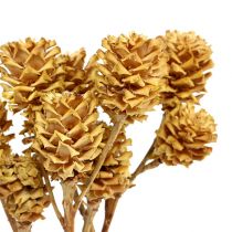 Product Salignum Branch Light Leucadendron Flowers on Branch 25 Pcs